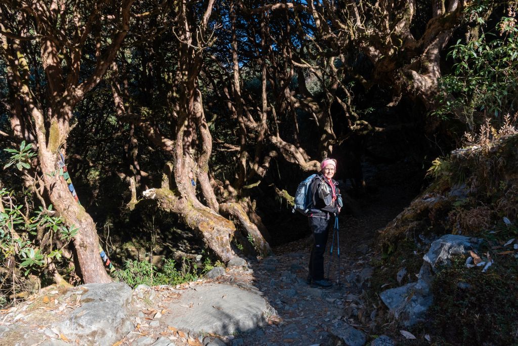 Dans une forêt de rhododendrons